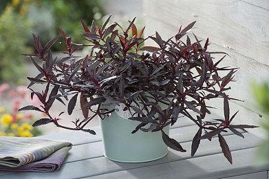 中国玩家力量崛起：《剑星》《暗黑4》等热门游戏Steam中国用户超越美国